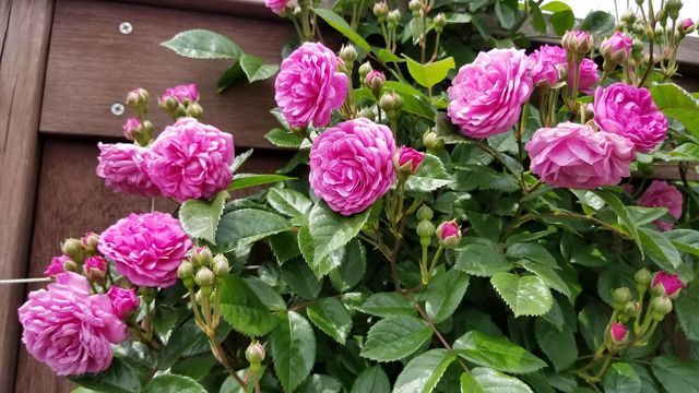 横浜イングリッシュガーデンの5月のバラ