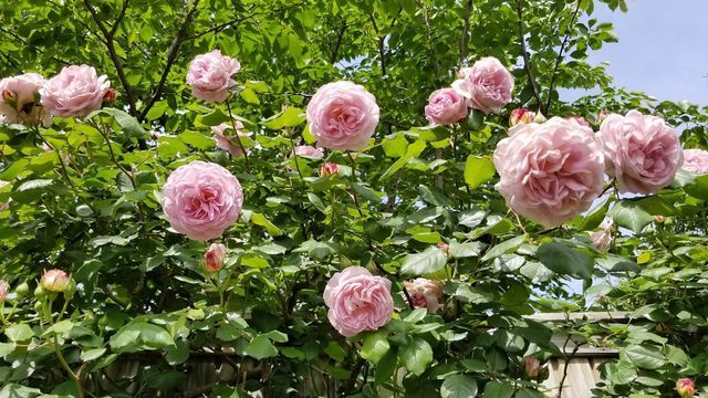 横浜イングリッシュガーデンの5月のバラ