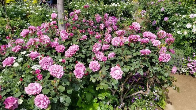 横浜イングリッシュガーデンのバラ