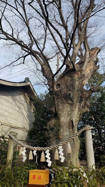 溝口神社の御神木/長寿けやき