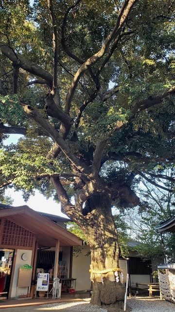 座間神社の御神木