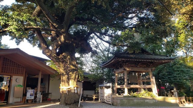 座間神社の御神木