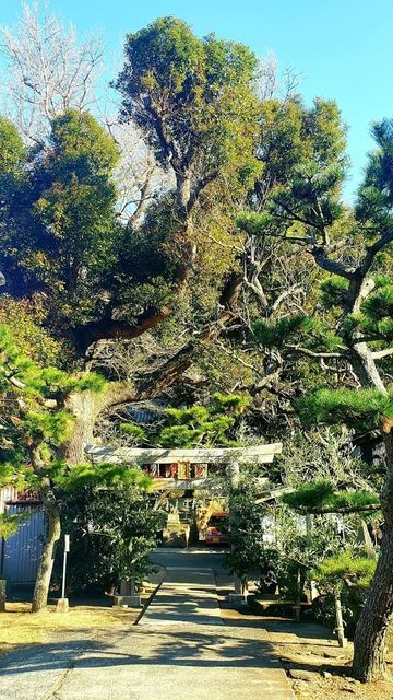 白髭神社の鳥居