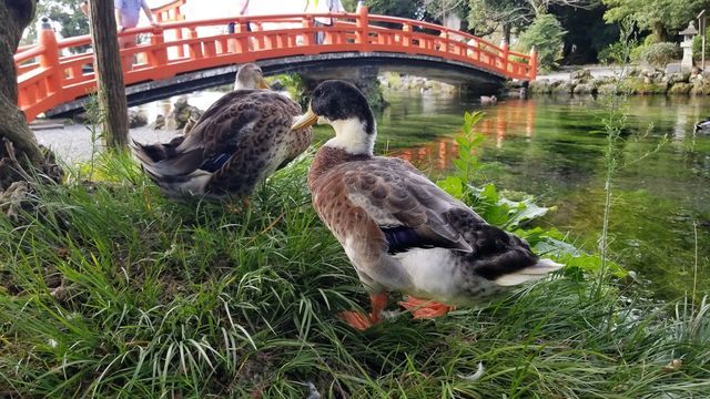 湧玉池