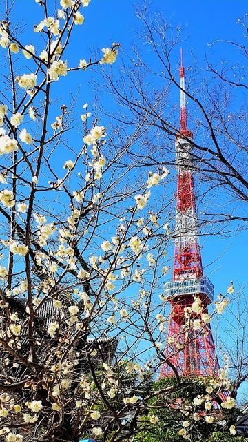 増上寺