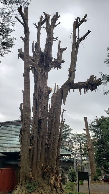 荻野神社のイチョウ