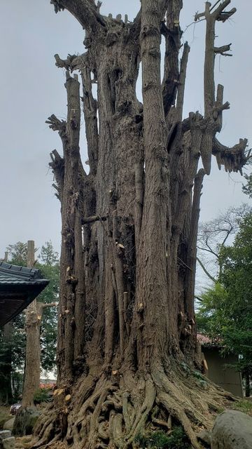 荻野神社のイチョウ