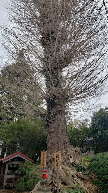 荻野神社のイチョウ
