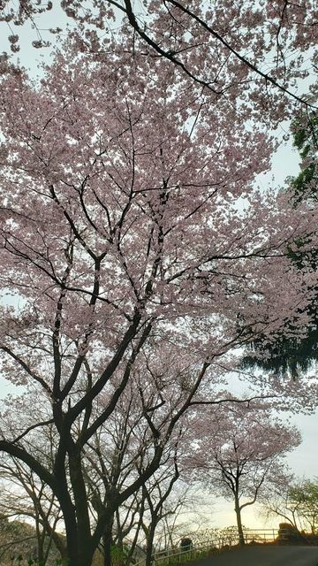 飯山観音の桜