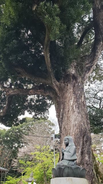 飯山観音のイヌマキ