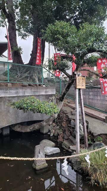 妻田薬師こんじょうの木