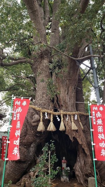 妻田のクスノキ