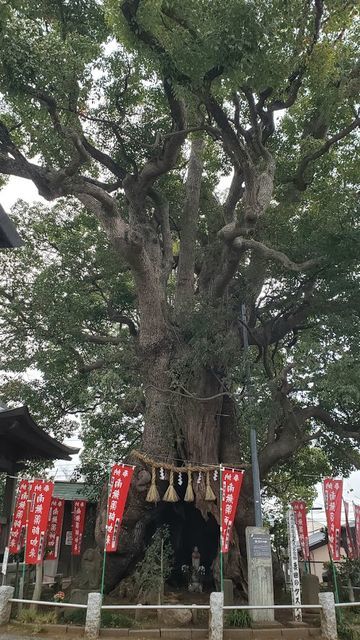 妻田のクスノキ