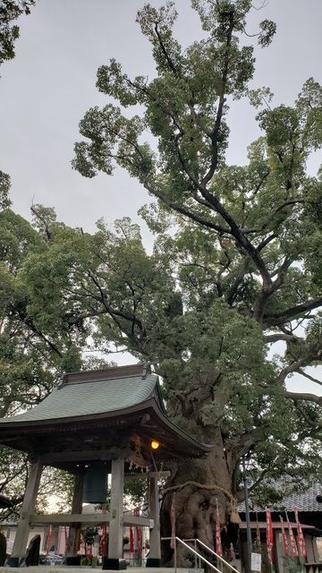 妻田のクスノキ