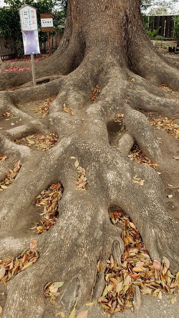 日々神社のご神木