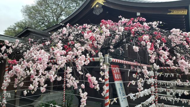 おみくじ
