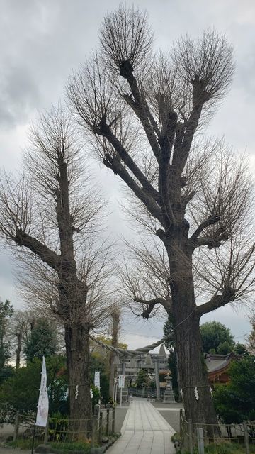 亀ヶ池八幡宮の御神木