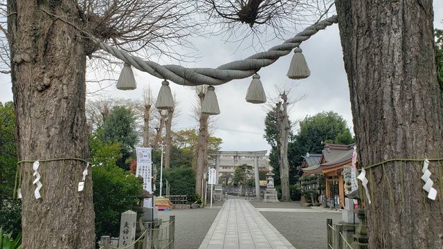 亀ヶ池八幡宮の御神木