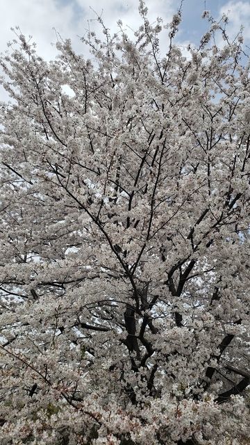 f:id:burariwalking:20210330105814j:plain