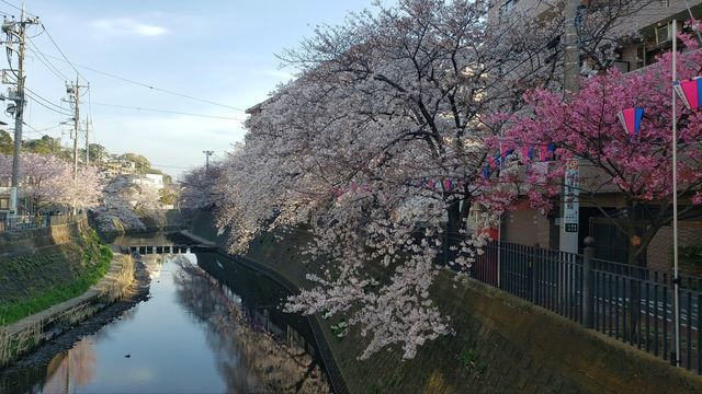 大岡川プロムナードの桜