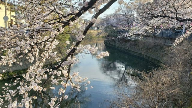 大岡川プロムナードの桜