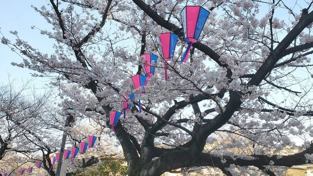 大岡川プロムナードの桜
