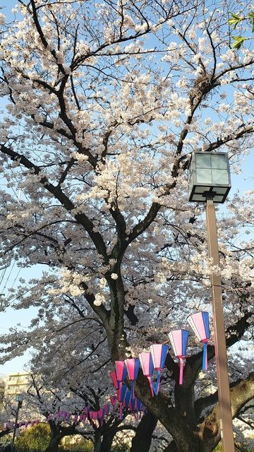 大岡川プロムナードの桜