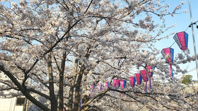 大岡川プロムナードの桜