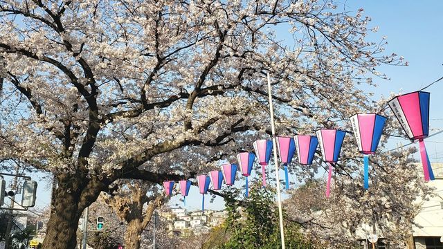 大岡川プロムナードの桜