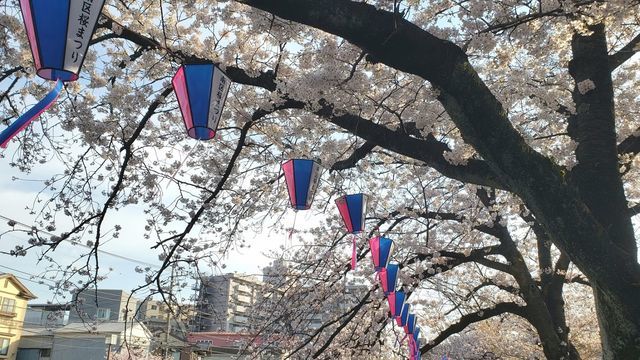 大岡川プロムナードの桜