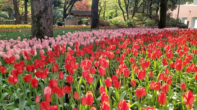 横浜公園のチューリップ