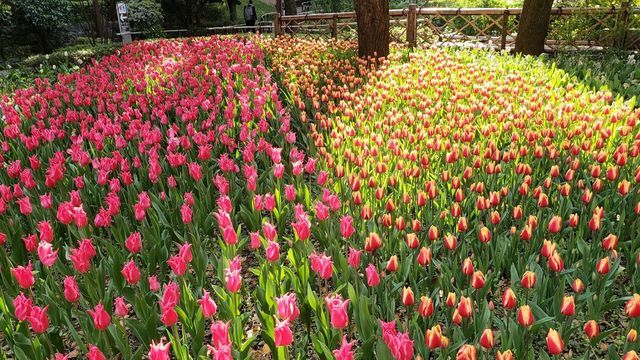 横浜公園のチューリップ
