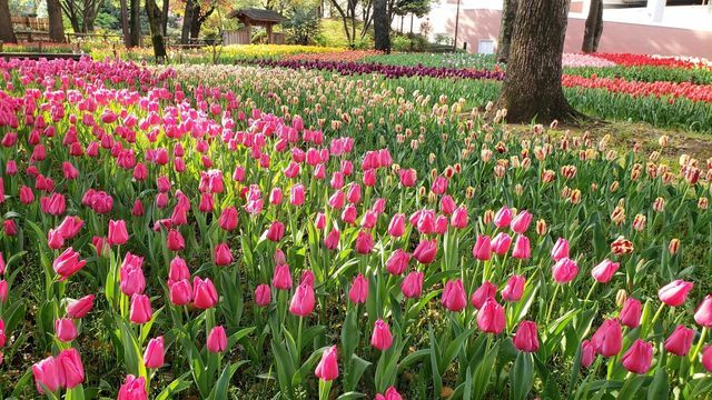 横浜公園のチューリップ