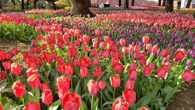 横浜公園のチューリップ