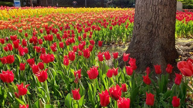 横浜公園のチューリップ