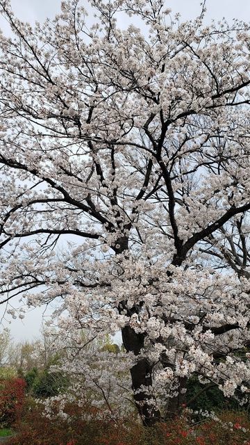 f:id:burariwalking:20210331173442j:plain
