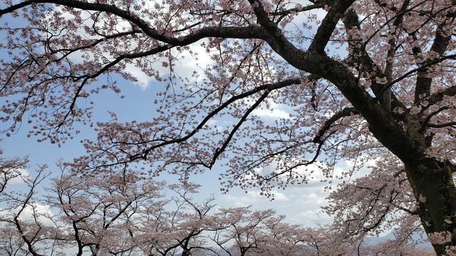 冨士霊園の桜