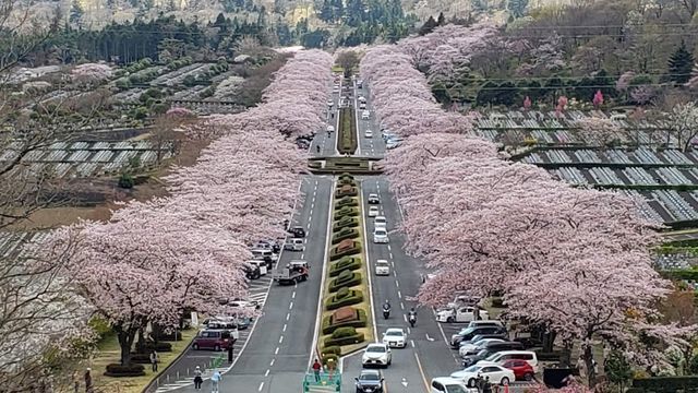 冨士霊園の桜