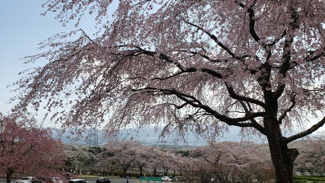 冨士霊園の桜