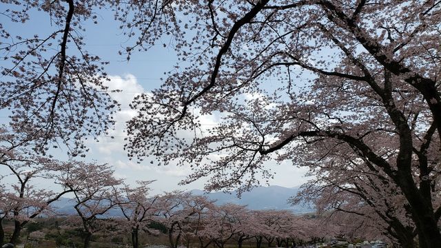 冨士霊園の桜