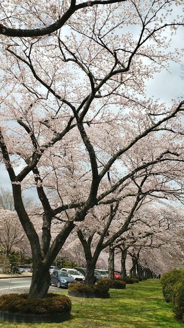 冨士霊園の桜