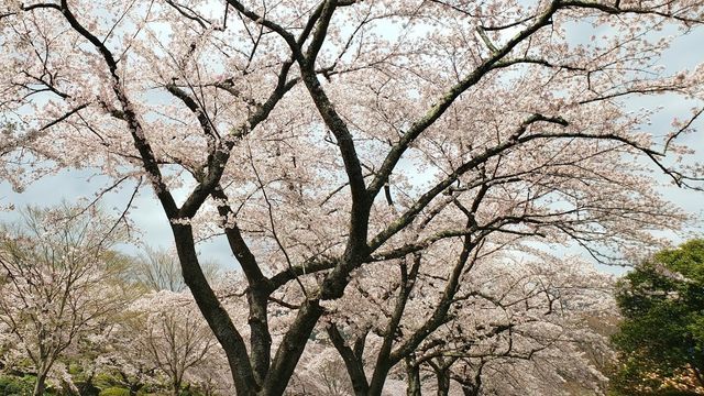 冨士霊園の桜
