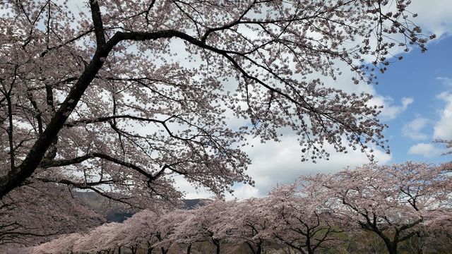 冨士霊園の桜