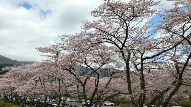 冨士霊園の桜