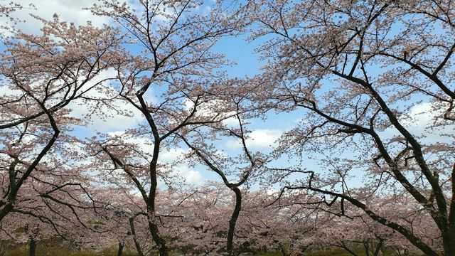 冨士霊園の桜