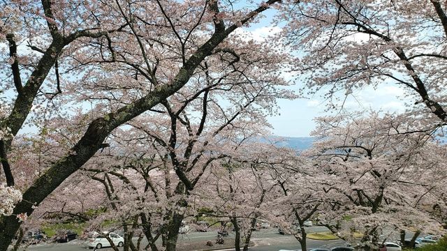 冨士霊園の桜