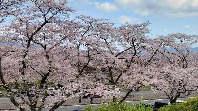 冨士霊園の桜