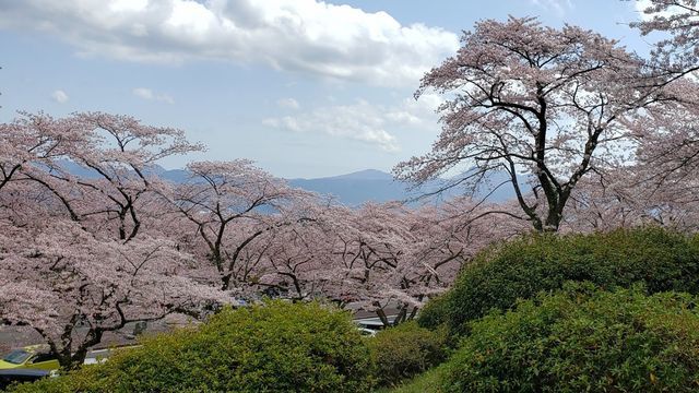 冨士霊園の桜