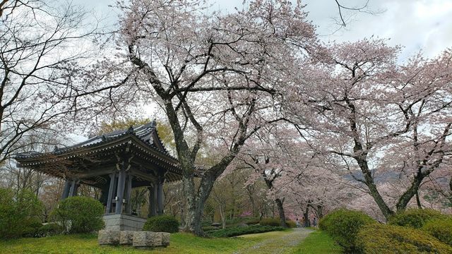 冨士霊園の桜