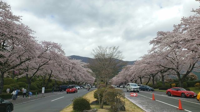 冨士霊園の桜